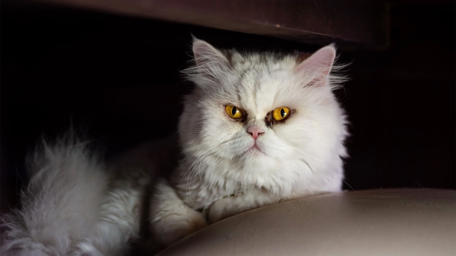 篮球运动员比赛数据采集技术创新与战术分析应用，篮球运动员数据填写