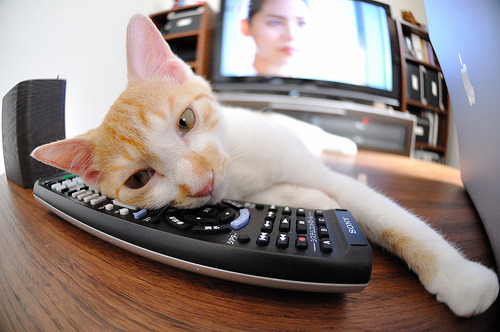 Kaiyun APP-“SHO-CHAN Run 2025：香港跑者的速度盛宴”