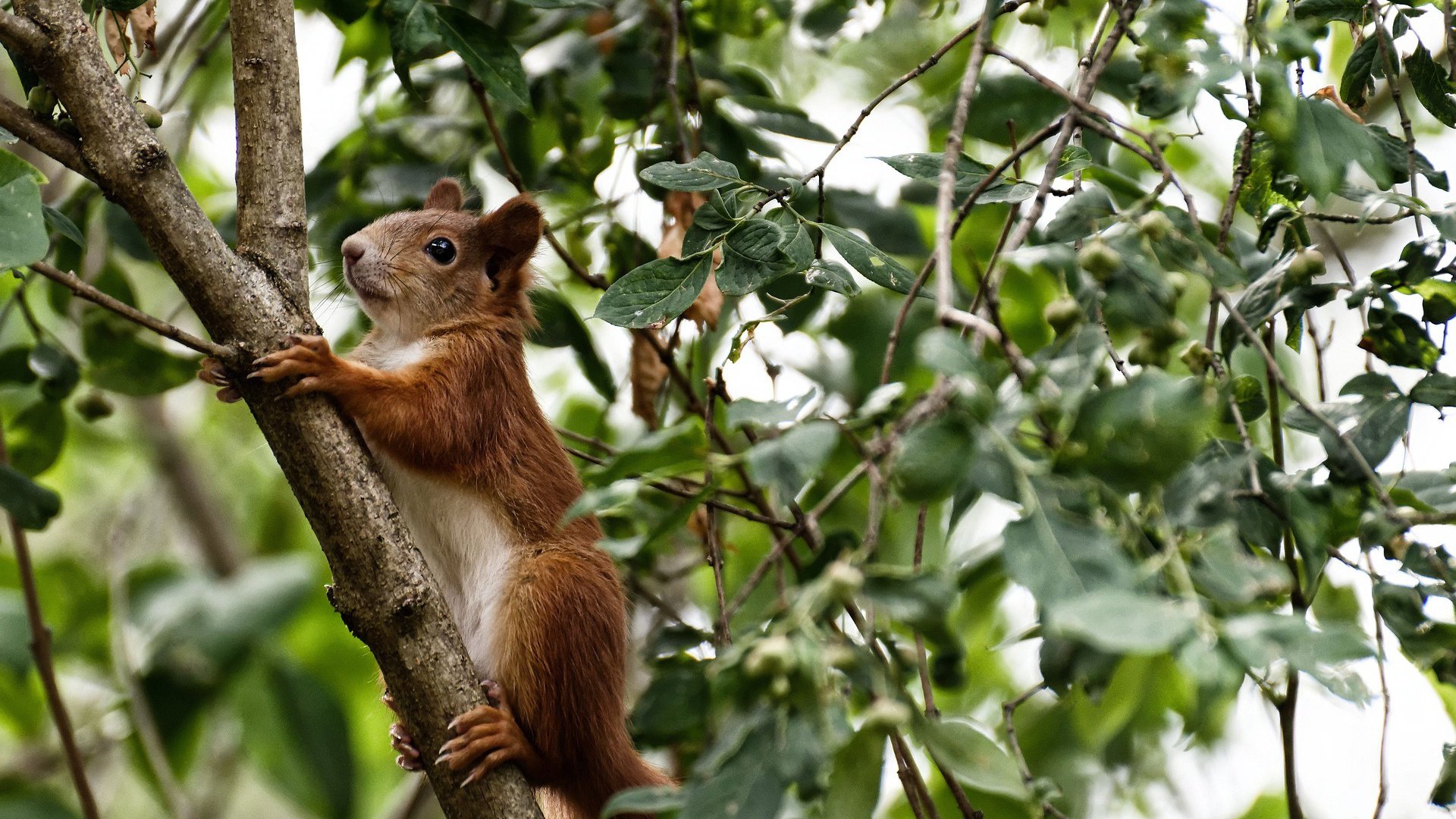 五大联赛最具统治力的球队如何打造，五大联赛良心球队