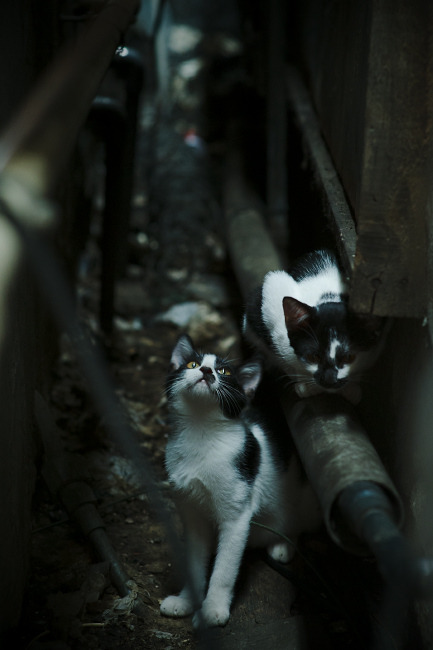 开云官网APP下载-伯恩利防守回追意识显著增强，伯恩利队