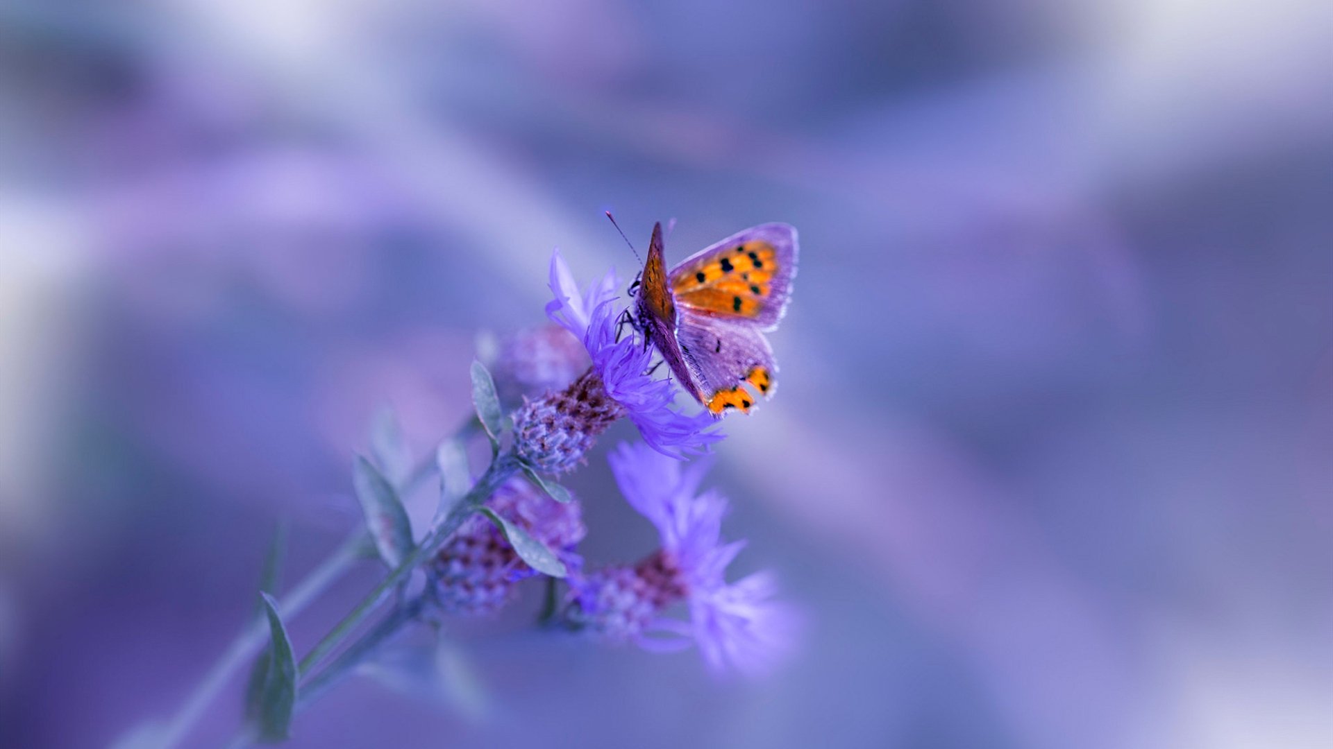 Kaiyun(中国)开云-博卡青年顽强防守难挡拜仁强攻，博卡青年著名球员