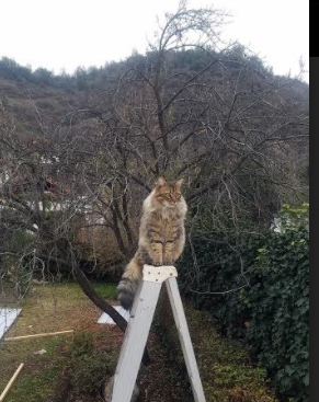 澳大利亚队后程发力逆转夺冠,澳大利亚队员