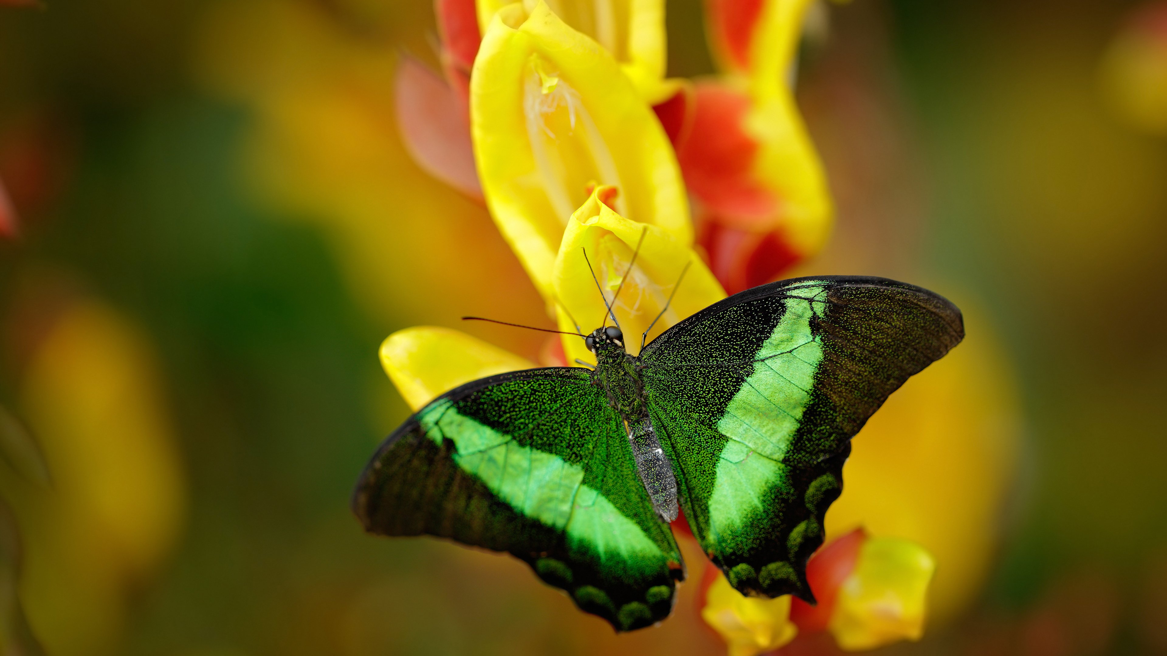 kaiyun体育app-隆戈：无敌边锋，震撼世界橄榄球的“黑色闪电”